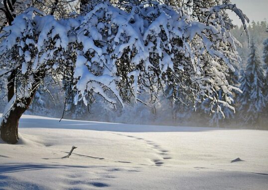 Paysage enneigé avec un arbre au premier plan