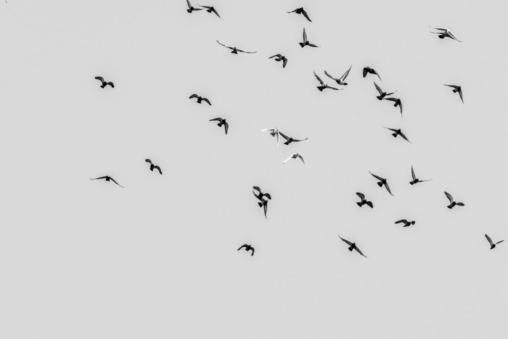 Vol d'oiseaux en direction de la droite