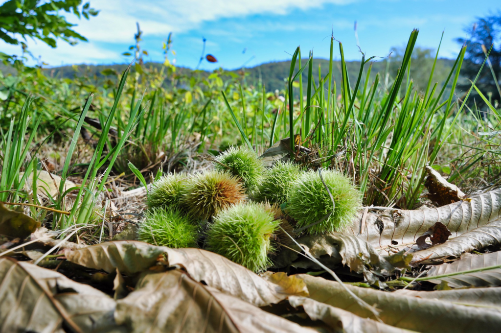 photo en couleur . premier plan 7 bogues de châtaignes sur un lit de feuilles d'automnes et en second plan vue sur un pré et des montagnes.