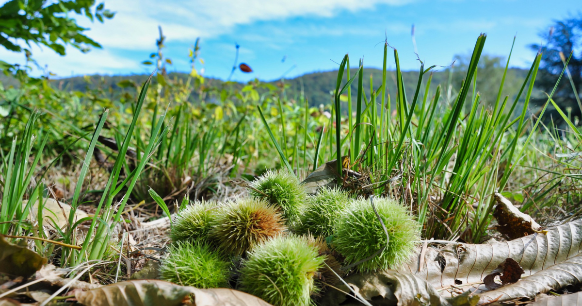 photo en couleur . premier plan 7 bogues de châtaignes sur un lit de feuilles d'automnes et en second plan vue sur un pré et des montagnes.
