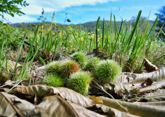 photo en couleur . premier plan 7 bogues de châtaignes sur un lit de feuilles d'automnes et en second plan vue sur un pré et des montagnes.