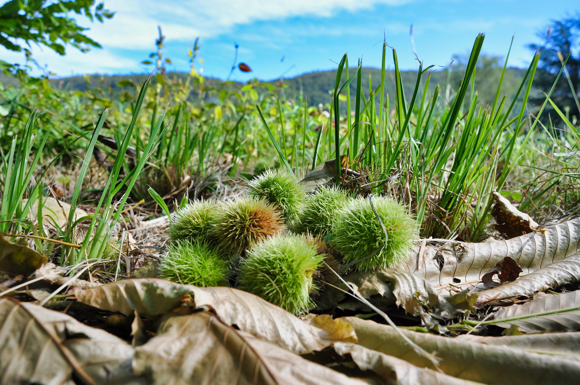 photo en couleur . premier plan 7 bogues de châtaignes sur un lit de feuilles d'automnes et en second plan vue sur un pré et des montagnes.